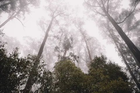 Sfondo Foresta oscura 4K · dark · 3840×2560
