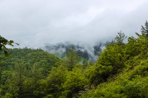 Papel de parede Floresta escura 4K · dark · 3840×2560