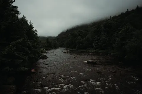 Dark Forest 4K Wallpaper · dark · 3840×2560