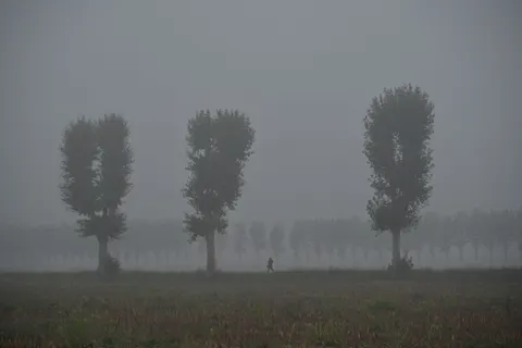 والپیپر جنگل تاریک با کیفیت 4K · dark · 3840×2560
