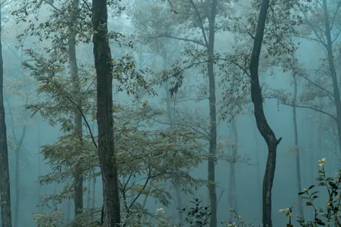 Donker bos 4K-achtergrond · dark · 3840×2560