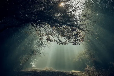 Papel de parede Floresta escura 4K · dark · 3840×2560