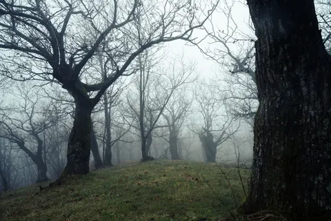 Fond d'écran Forêt sombre 4K · dark · 3840×2560