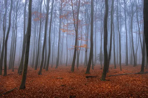 Donker bos 4K-achtergrond · dark · 3840×2560