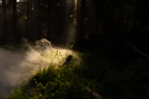 والپیپر جنگل تاریک با کیفیت 4K · dark · 3840×2560