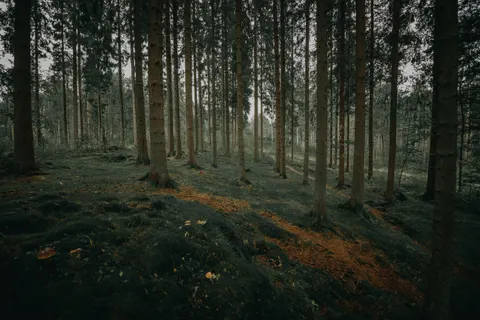 Dark Forest 4K Wallpaper · dark · 3840×2563