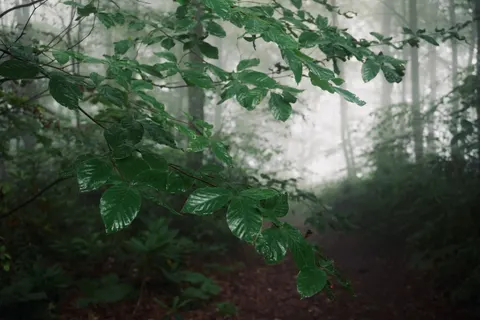 Papel de parede Floresta escura 4K · dark · 3840×2560