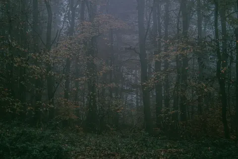 Dark Forest 4K Wallpaper · dark · 3840×2560