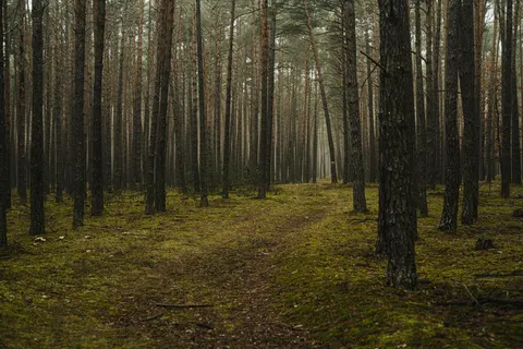 Donker bos 4K-achtergrond · dark · 3840×2560