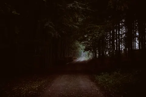 Dark Forest 4K Wallpaper · dark · 3840×2560