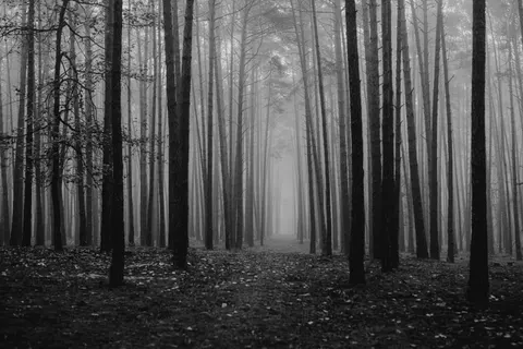 والپیپر جنگل تاریک با کیفیت 4K · dark · 3840×2560