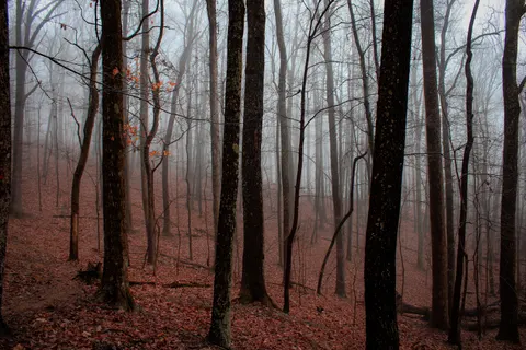 Donker bos 4K-achtergrond · dark · 3840×2560