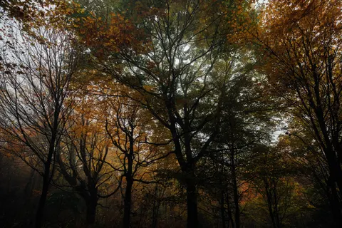 Wallpaper Hutan gelap 4K · dark · 3840×2563