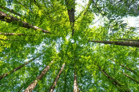 Aerial Forest 4K Wallpaper · aerial · 3840×2560