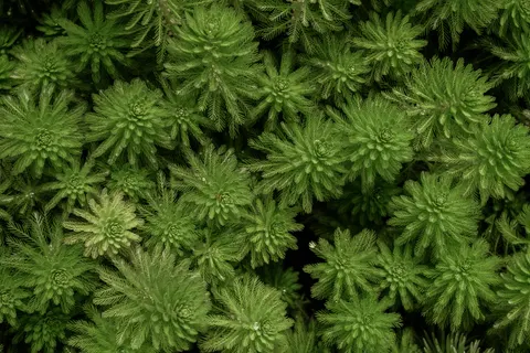 Aerial Forest 4K Wallpaper · aerial · 3840×2560