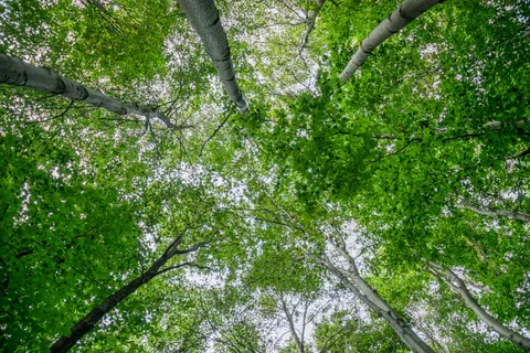 Aerial Forest 4K Wallpaper · aerial · 3840×2560