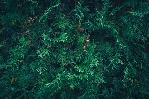 Aerial Forest 4K Wallpaper · aerial · 3840×2560