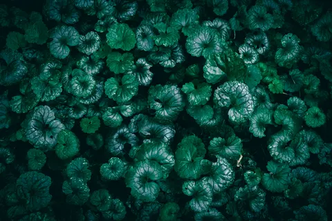 Aerial Forest 4K Wallpaper · aerial · 3840×2560
