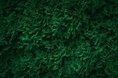 Aerial Forest 4K Wallpaper · aerial · 3840×2560