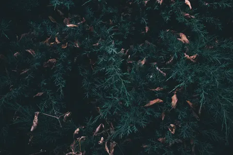 Aerial Forest 4K Wallpaper · aerial · 3840×2560