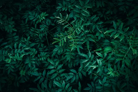 Aerial Forest 4K Wallpaper · aerial · 3840×2560