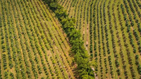 Aerial Forest 4K Wallpaper · aerial · 3840×2160