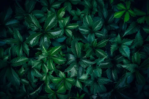 Aerial Forest 4K Wallpaper · aerial · 3840×2560