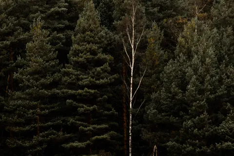 Aerial Forest 4K Wallpaper · aerial · 3840×2560