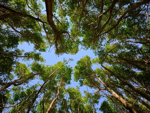 Aerial Forest 4K Wallpaper · aerial · 3840×2880