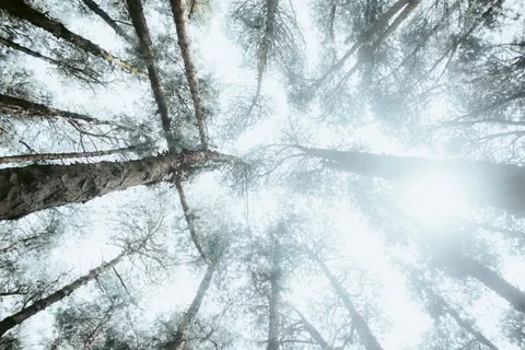 Aerial Forest 4K Wallpaper · aerial · 3840×2560