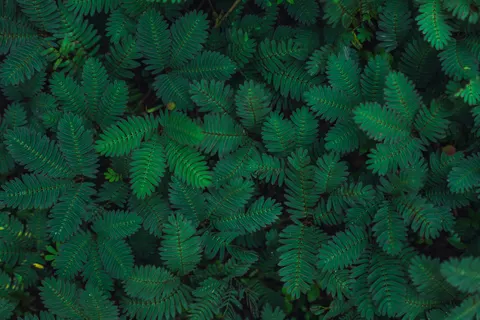 Aerial Forest 4K Wallpaper · aerial · 3840×2560