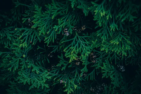 Aerial Forest 4K Wallpaper · aerial · 3840×2560