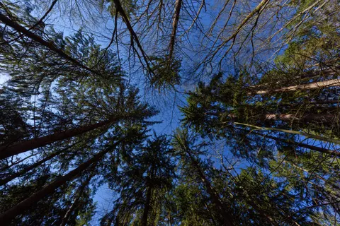 Aerial Forest 4K Wallpaper · aerial · 3840×2563