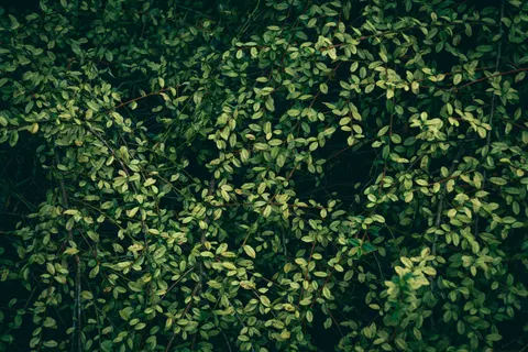 Aerial Forest 4K Wallpaper · aerial · 3840×2560