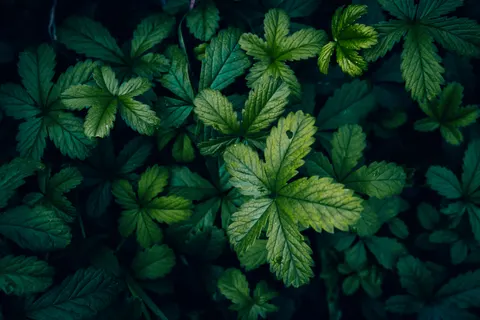 Aerial Forest 4K Wallpaper · aerial · 3840×2560