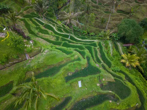 Fond d'écran Rizières en terrasses 4K · nature · 3840×2880