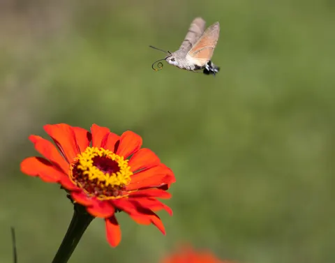 Kolibrie 4K-achtergrond · animals · 3840×3012