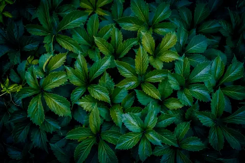 Aerial Forest 4K Wallpaper · aerial · 3840×2560