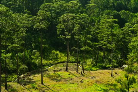 Aerial Forest 4K Wallpaper · aerial · 3840×2560