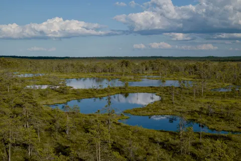 Aerial Forest 4K Wallpaper · aerial · 3840×2560