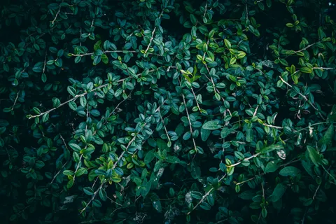 Aerial Forest 4K Wallpaper · aerial · 3840×2560
