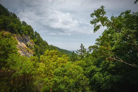 Aerial Forest 4K Wallpaper · aerial · 3840×2560