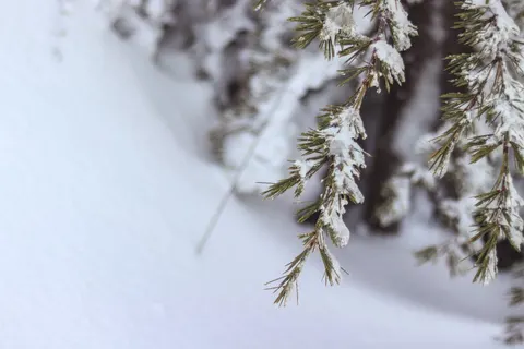 Snowy Forest 4K Wallpaper · winter · 3840×2560