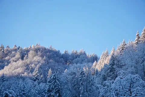 Snowy Forest 4K Wallpaper · winter · 3840×2560