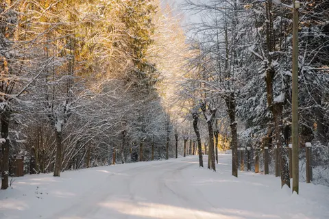 Snowy Forest 4K Wallpaper · winter · 3840×2560