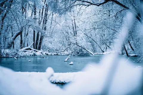 Snowy Forest 4K Wallpaper · winter · 3840×2560