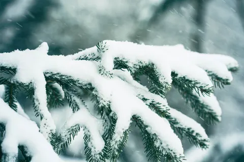 Snowy Forest 4K Wallpaper · winter · 3840×2560
