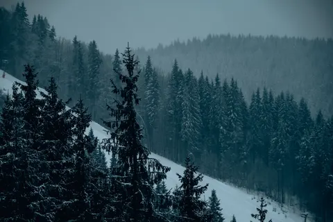 Snowy Forest 4K Wallpaper · winter · 3840×2560