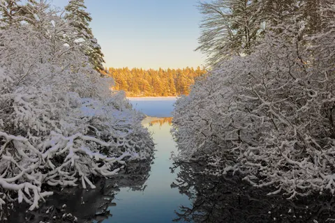 Snowy Forest 4K Wallpaper · winter · 3840×2560