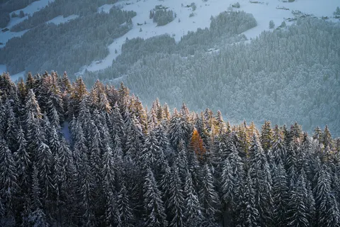 Snowy Forest 4K Wallpaper · winter · 3840×2560